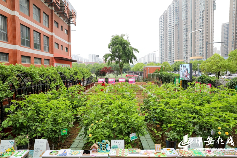 “微微生活场”里，长满了学生种植的花果树木与蔬菜。.jpg